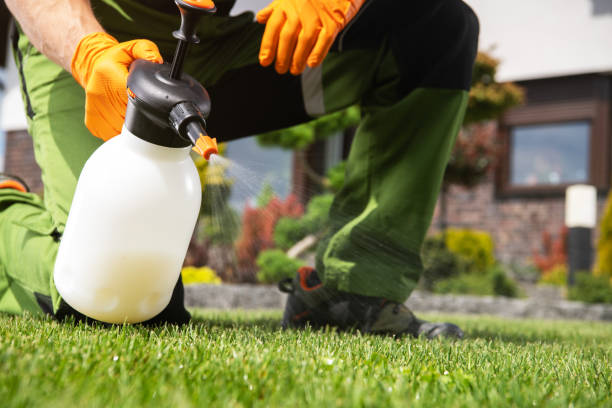 Best Flea Control Services  in South Valley Stream, NY