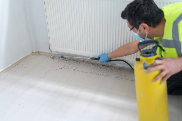 Best Ant Control Services  in South Valley Stream, NY